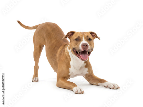 Happy Tan and White Pit Bull Terrier Dog in Play Bow Position
