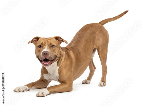 Happy tan and white Pit Bull Terrier dog in a play bow position