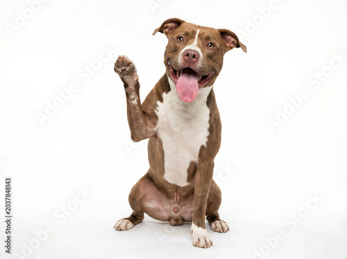 Happy brown and white pit bull dog sitting and waving its paw