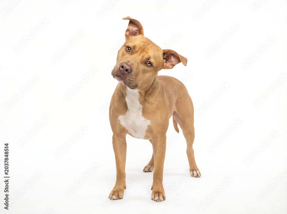 Fototapeta premium Tan American Pit Bull Terrier Dog Standing With Head Tilted