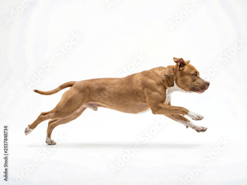 Athletic brown pitbull dog leaping in mid air on white background