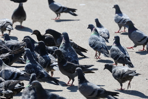 Canvastavla Single rock pigeon standing out among feeding flock on city asphalt, Columba liv
