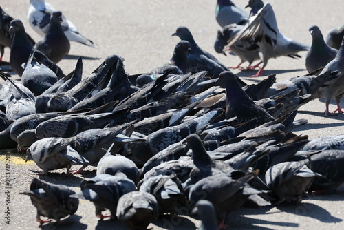 Photos Focused pigeon surrounded by busy flock searching for food on pavement, Columba
