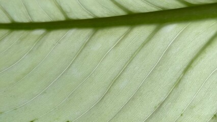 A close-up of a green leaf texture with natural veining and soft lighting. Suitable for nature themes, organic backgrounds, eco-concepts, botanical designs, and minimalist wallpapers.