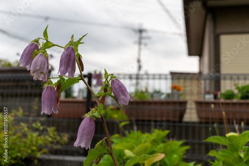 Photos 緑の葉に囲まれたホタルブクロの自然な花姿