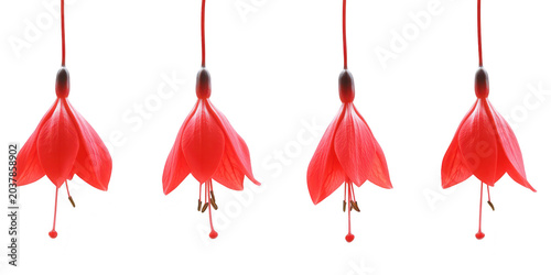 Set of four hanging bright red fuchsia flowers on stems isolated on png transparent background