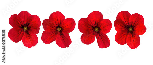 Set of four vibrant red blooming flower heads isolated on png transparent background