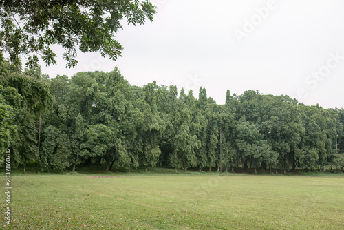 Broad lawn and tree line for park management visuals. Tropical field border suits recreation property assets. Green open space supports municipal planning content