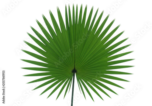 Green palm leaf isolated on transparent background