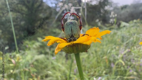 Photography Male Hoplia argentea (Monkey Beetle) with raised legs on yellow flower in natura