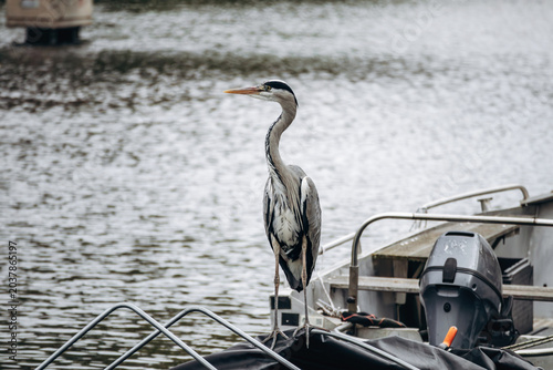 Obraz na płótnie Grey heron standing on a boat along the Mauritskade waterfront in Amsterdam with