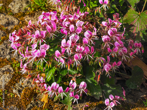 Photography Pelargonium cordifolium or Storksbill, whitish pink flowers and green heart-shaped leaves, close up