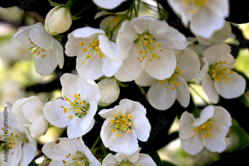 Blossoming wild apple tree with white flowers close-up in spring.