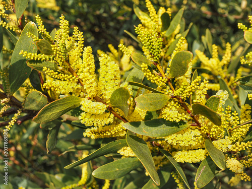 Fotografía Acacia longifolia or Mimosa, green long leaves and yellow brush like inflorescences, close up