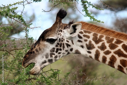 Photography Giraffe at safari in Africa