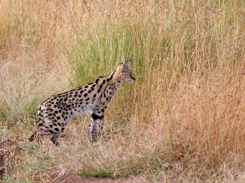 Fotografie Serval cat at Serengeti plains