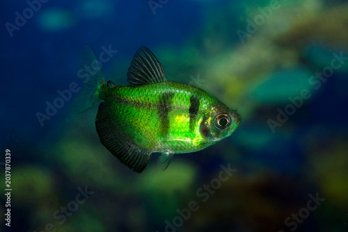 Aquarium  fish-ternetzi swim. One fish is green with black stripes. The Latin name Gymnocorymbus terne