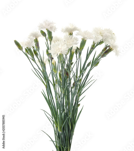 Beautiful white carnation flowers isolated on a white background.