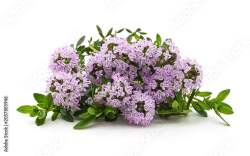 Fresh thyme flowers with green leaves isolated on a white background.