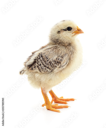 Cute little chicken standing isolated on a white background.