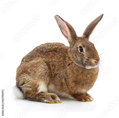 Beautiful brown rabbit isolated on a white background.