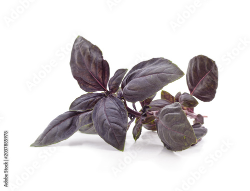 Fresh purple basil sprig isolated on a white background.