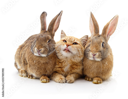 Red cat and two brown rabbits isolated on a white background.