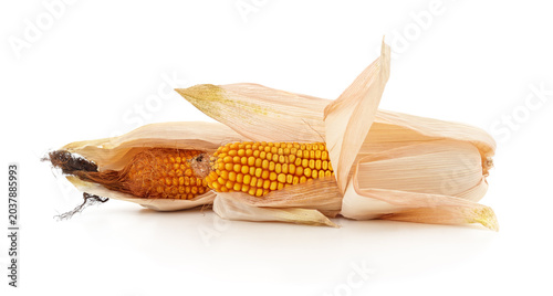 Ripe corn cobs with dry husks isolated on a white background.