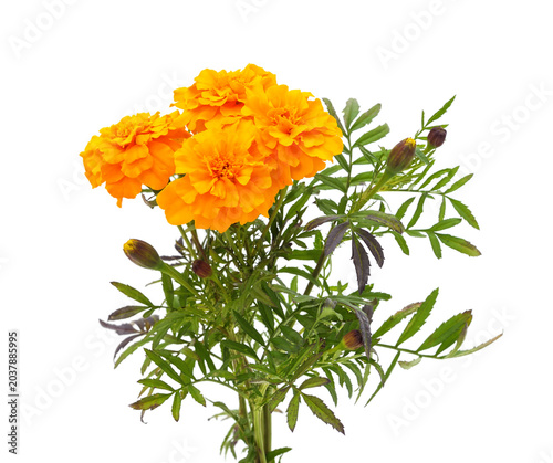 Beautiful orange marigold flowers with green leaves isolated on a white background.