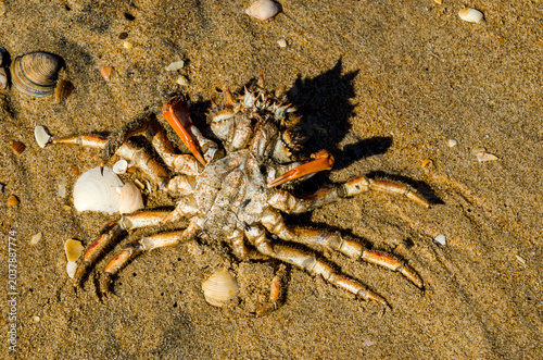 Fotografía Maja squinado (cangrejo araña europeo, cangrejo araña espinoso o cangrejo araña