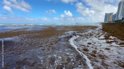 Miami florica, Invacion de Sargazo – Video 4K Horizontal