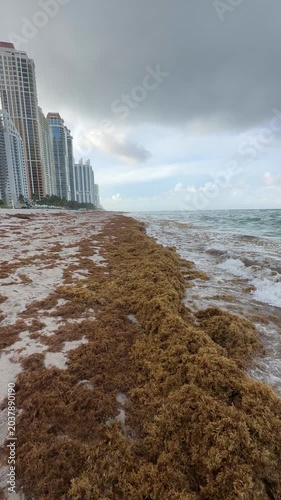 Playa de Miami Invadida por el Sargazo – Video 4K Vertical.