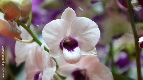 Foto A blooming white and purple Dendrobium orchid flower.