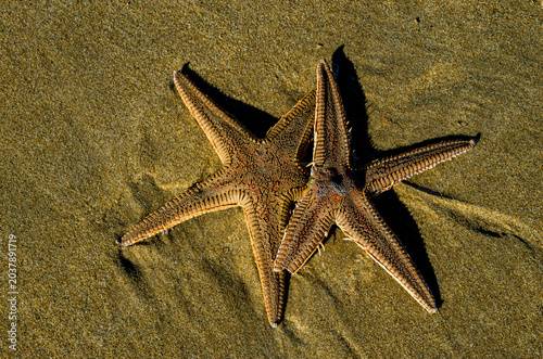 Astropecten platyacanthus es una estrella de mar de la familia Astropectinidae