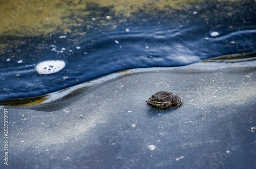 Tableau sur toile La rana de pantano (Pelophylax ridibundus) es una especie de rana acuática origi