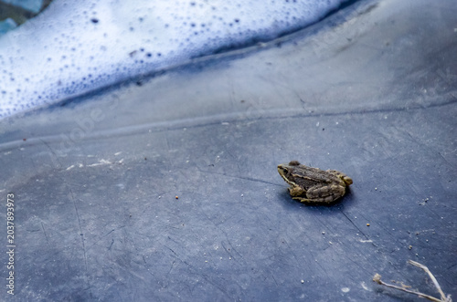 La rana de pantano (Pelophylax ridibundus) es una especie de rana acuática originaria de Europa