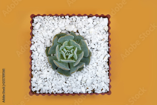Green cabbage Cactus in a pot. orange background.