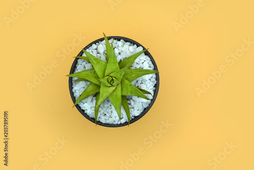 Star shapes cactus in a pot