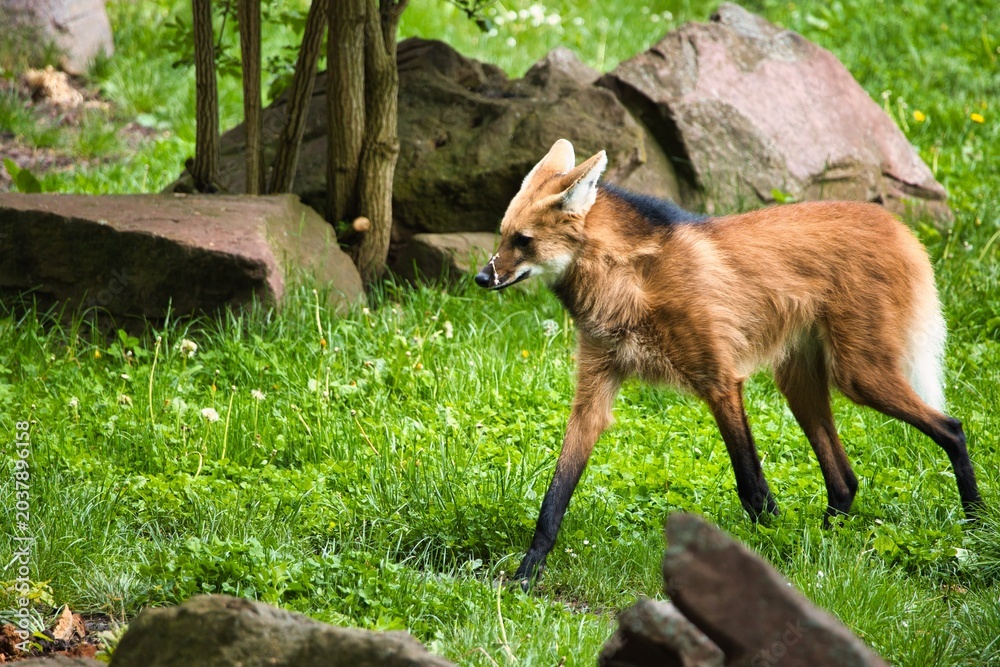 Obraz premium Maned Wolf Walking Through Green Grass in Natural Habitat