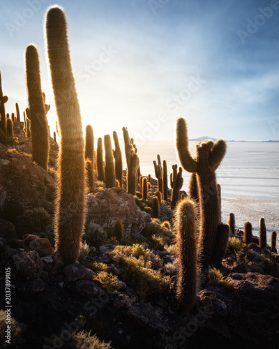 Schilderij op canvas salar de uyuni Isla Incahuasi