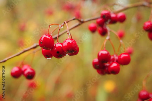 Fotografía red berries of viburnum