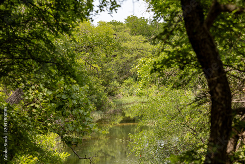 green tree in the forest next to creek