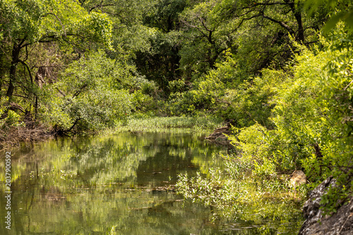  vegitation covering a creek