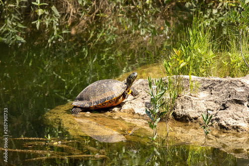 turtle in the pond