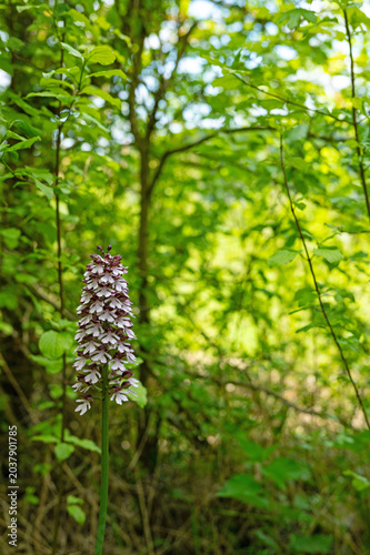 broad leaved marsh orchid in thuringia in spring