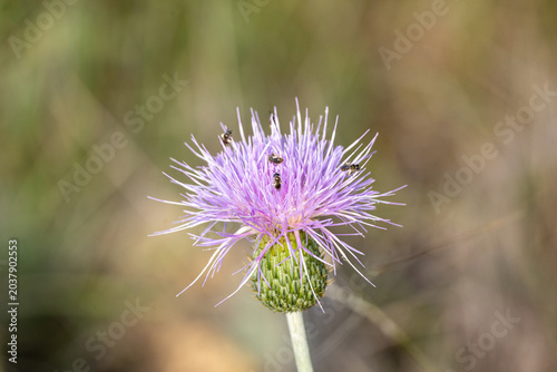 Closeup of wildflowers in the park