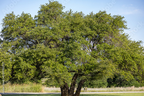 trees in the park