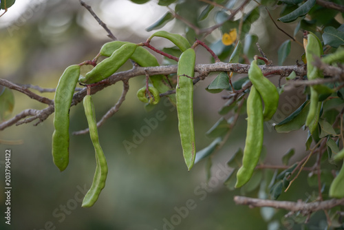 Canvastavla Ripe carob fruit growing on evergreen tree, close view of long green pods among twisted branches and leaves, Mediterranean agriculture, natural botanical background with creamy bokeh