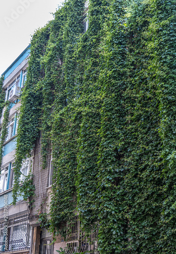 Ivy plants covering the facade of the apartment building. green climbing ivy.