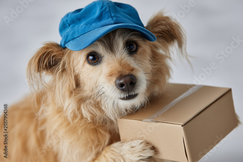 Cute Dog Wearing Blue Cap Holding Package